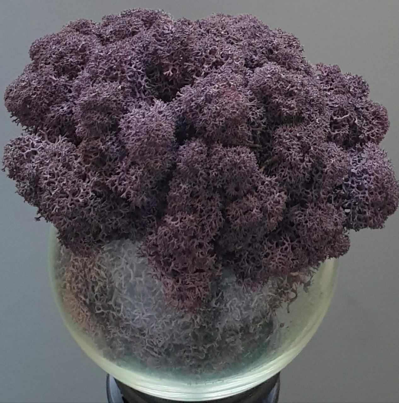 Стабилизированный мох ягель для декора Норвегия Aubergine №88 100 г (1684407430)