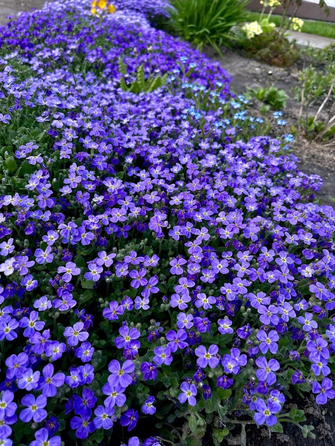 Саженец Обриета гибридная Дублет Блу Aubrieta hybrida Dublette Blue 3 шт.