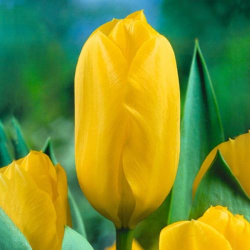 Тюльпан Яскрава Candela гибрид Фостера 1 шт. (1232770420)