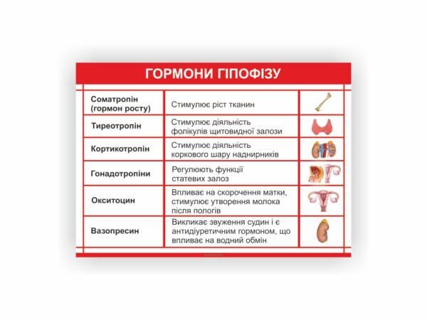 Плакат Vivay Гормоны гипофиза 30х40 см (25669298)