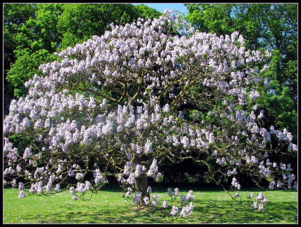 Насіння Павлівні повстяне Paulownia tomentosa 200+ шт./уп. - фото 7