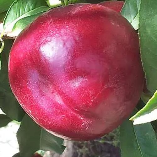 Саджанець Нектарін Екстрім Бьюті лисий персик літній сорт середній термін дозрівання (183837)