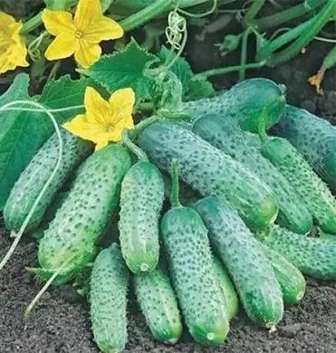 Насіння Огірок Партенокарпічний Enza Zaden RONEL F1 250 шт. (2289497488) Насіння Огірок Партенокарпічний Enza Zaden RONEL F1 250 шт. (2289497488)