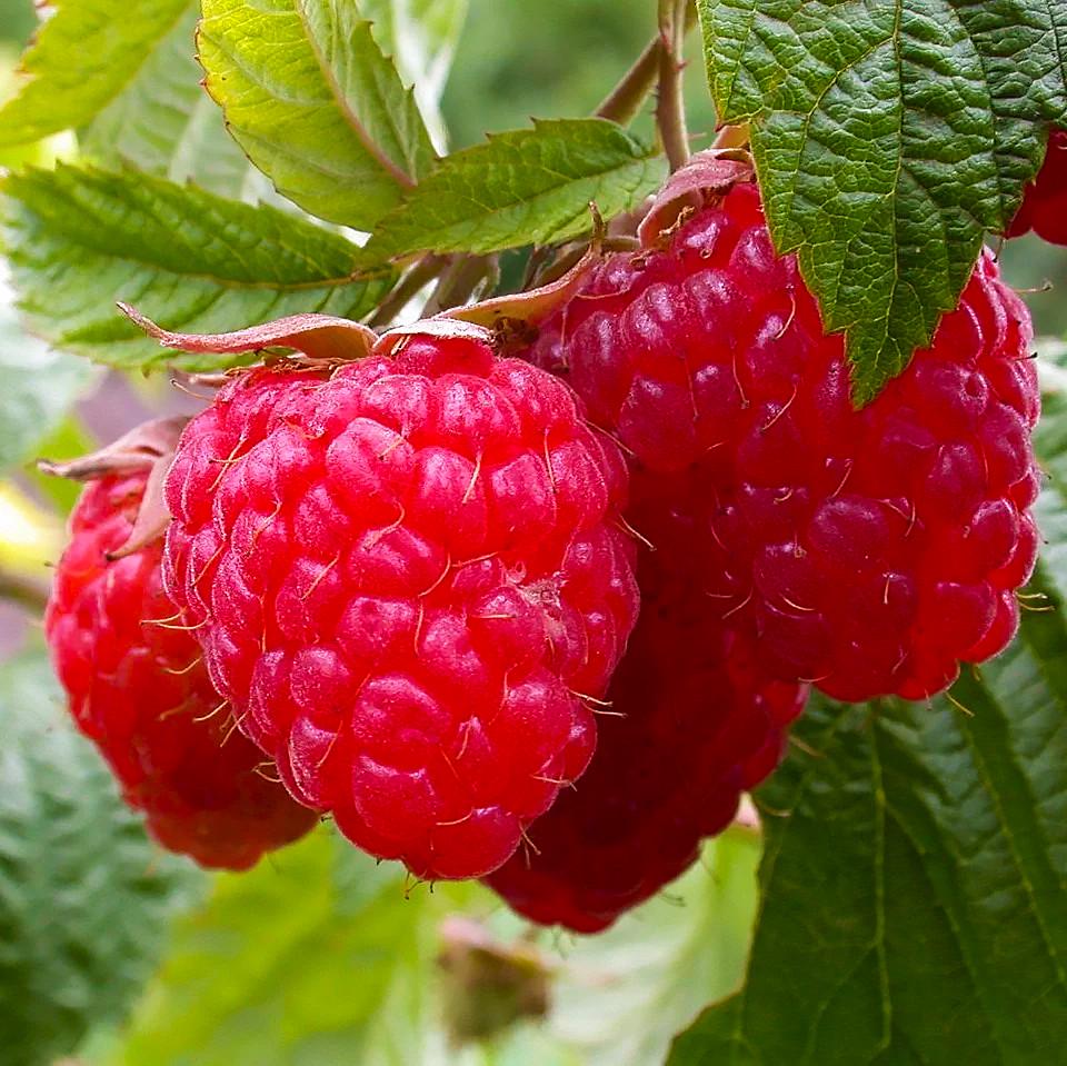 Саженец малины ремонтантной зимостойкая промышленная (778365187)