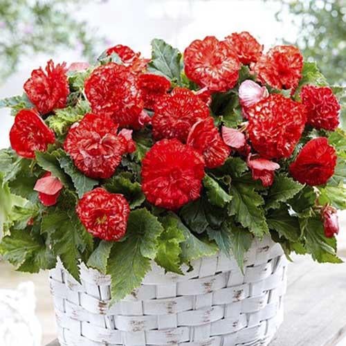 Бегония Florium Marmorata (2596)