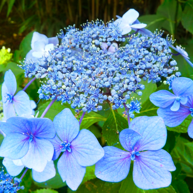 Саженец гортензии крупнолистной Hydrangea macrophylla Mariesii Perfecta Р9 (1531750880)