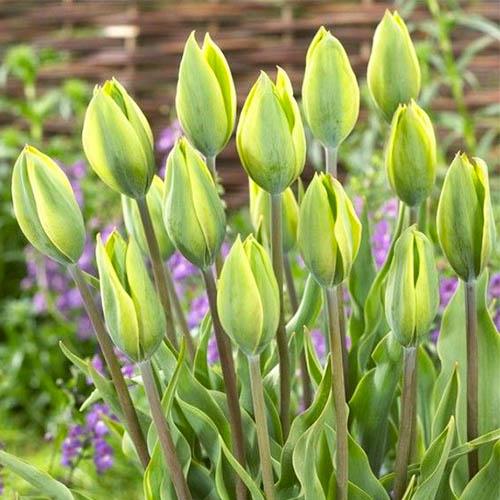 Тюльпан Florium Green King (15110)