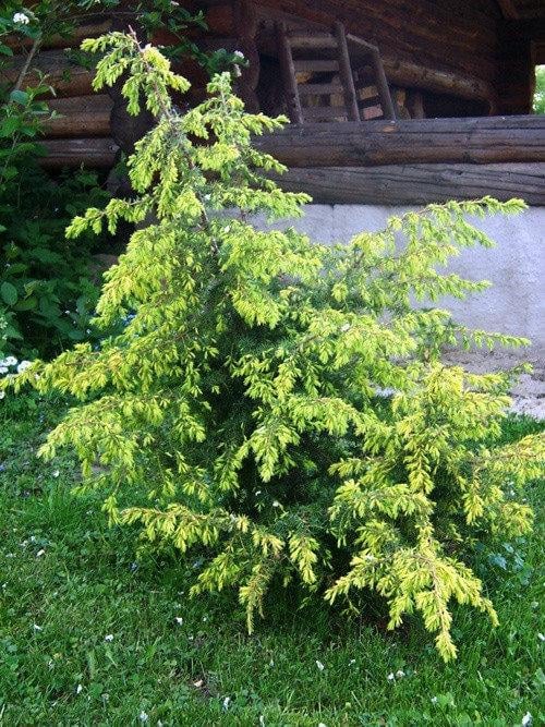 Саженец Можжевельник обыкновенный Голд Меченджел Juniperus chinensis Gold Machangel 3 шт.