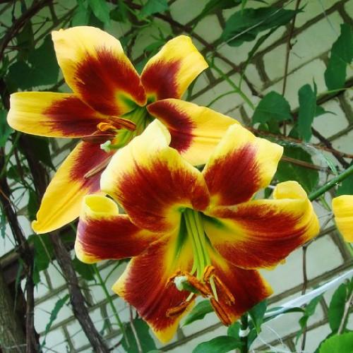 Лилия Robert Swanson Florium - фото 2 Лилия Robert Swanson Florium - фото 2