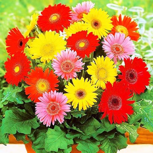 Семена Гербера Florium Джеймсона (3406)