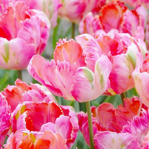 Тюльпан Florium ApricParr (11077) - фото 3 Тюльпан Florium ApricParr (11077) - фото 3