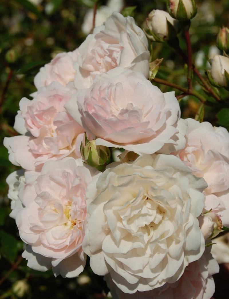 Троянда Velet Sea Foam Шраб в контейнері (2669431204) - фото 2 Троянда Velet Sea Foam Шраб в контейнері (2669431204) - фото 2