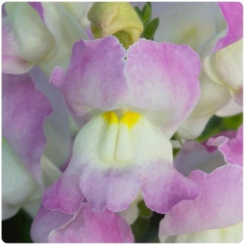 Семена цветов Floranova Львиный зев Cracle&Pop Appleblossom 100 шт. (BN11997-3)