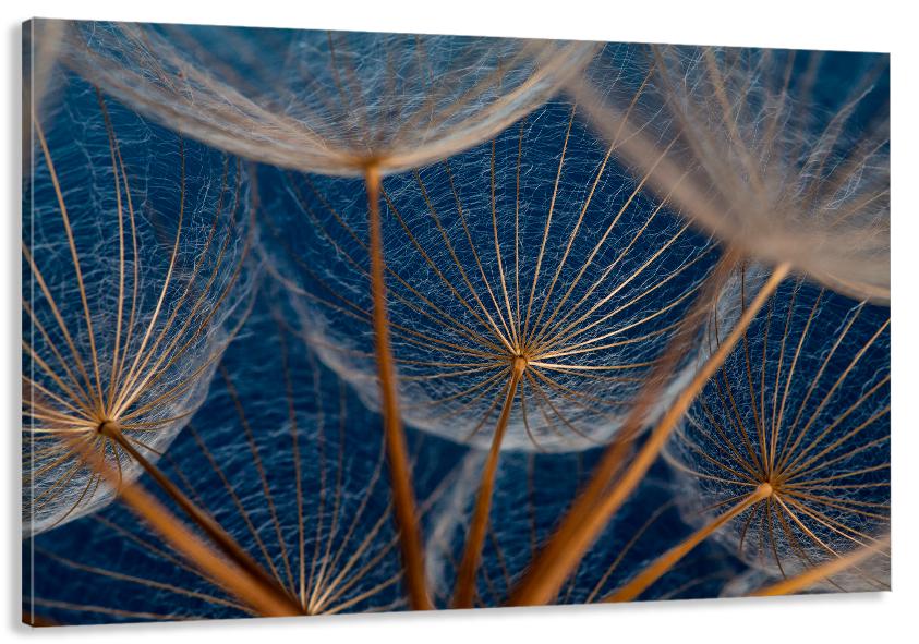 Картина на холсте в гостиную/спальню Одуванчик 50х100 см (MLP_136)