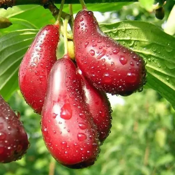 Саджанець кизил Лук'янівський Сіянець Середньостиглий (2075867156)