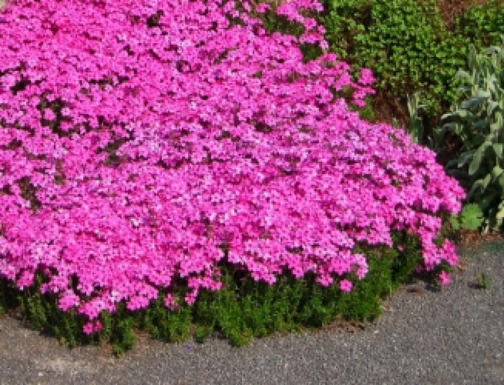 Рослина вулична Флокс шилоподібний малиновий (Phlox subulata) Р9 - фото 2