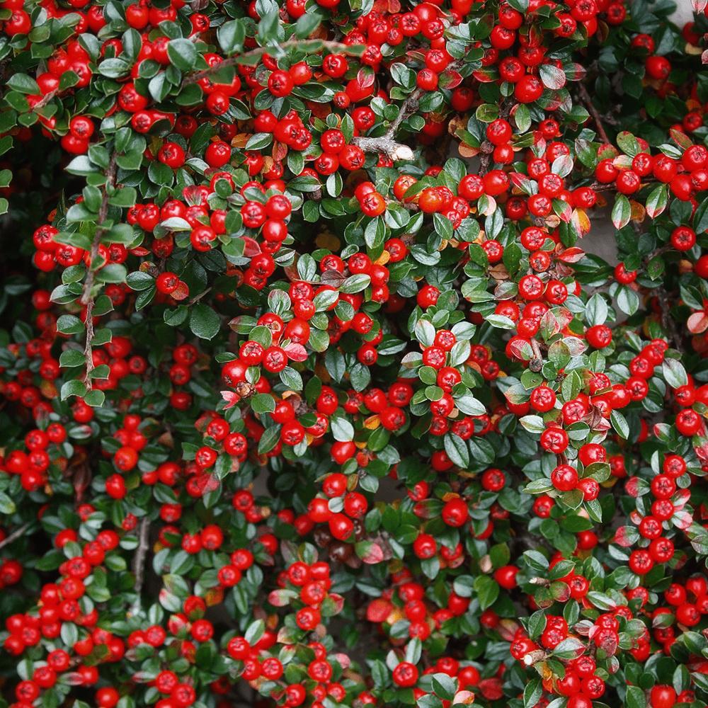 Кизильник горизонтальный Cotoneaster horizontalis 1 шт. (38286005) - фото 2