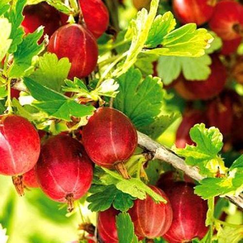 Сажанець Агрус Неслуховський ранній термін дозрівання (19909) Сажанець Агрус Неслуховський ранній термін дозрівання (19909)