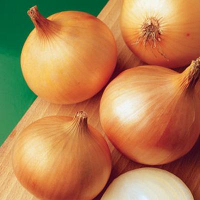 Семена Цибуля Халцедон Florium - фото 2