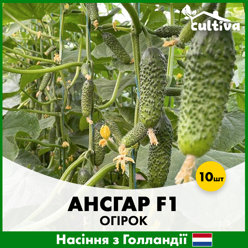 Насіння огірка Enza Zaden Ансгар F1 10 шт. (o-ans)