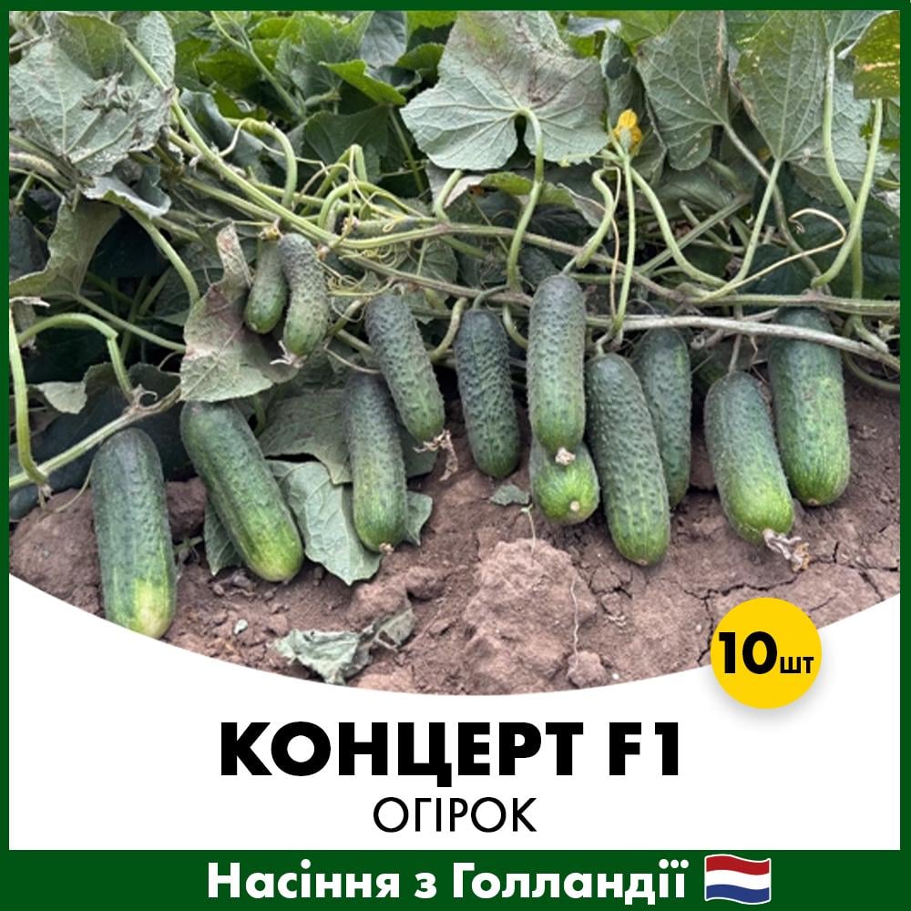 Насіння огірка Rijk Zwaan Концерт F1 10 шт. (12-FM319-10)