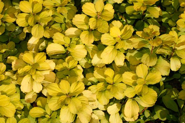 Саджанець спіреї березолистной Тор Голд Spiraea betulifolia Tor Gold Р9 (1657530764) - фото 2 Саджанець спіреї березолистной Тор Голд Spiraea betulifolia Tor Gold Р9 (1657530764) - фото 2