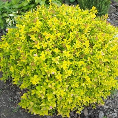 Саджанець спіреї японської Spiraea japonica Golden Carpet Р9 (769033796) Саджанець спіреї японської Spiraea japonica Golden Carpet Р9 (769033796)