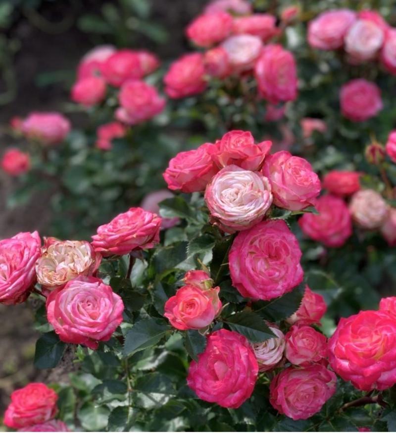 Роза Jessika Спрей в контейнере (2669455728) - фото 5