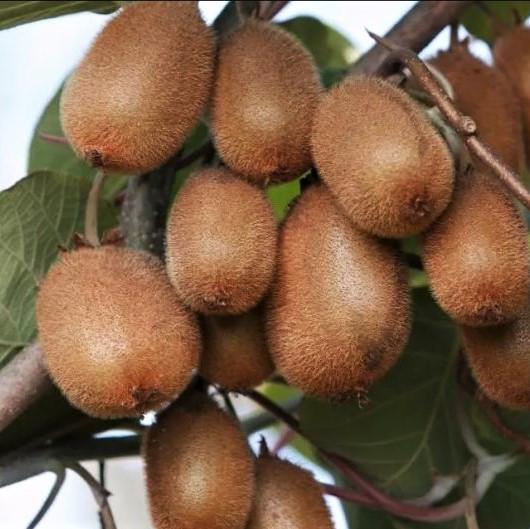 Саженец киви Закарпатский самоплодный морозостойкий (1502896183) - фото 2 Саженец киви Закарпатский самоплодный морозостойкий (1502896183) - фото 2