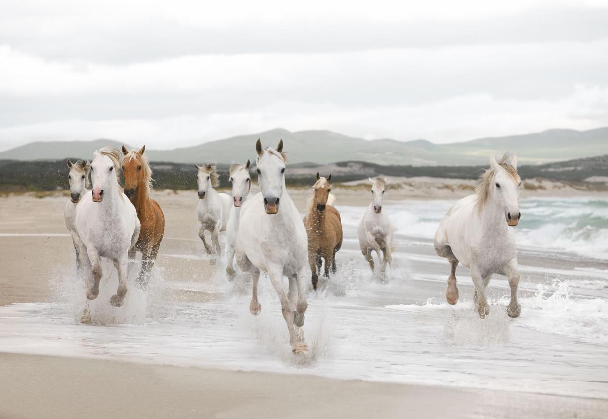 Обои Панно Komar White Horses бумажные моющие 368х254 см (8-986) Обои Панно Komar White Horses бумажные моющие 368х254 см (8-986)