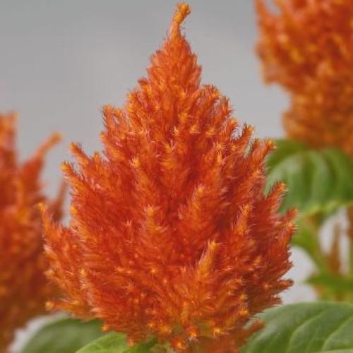 Семена цветов Benary Целозия перистая Glorious Orange 250 шт. (BN08560-2)