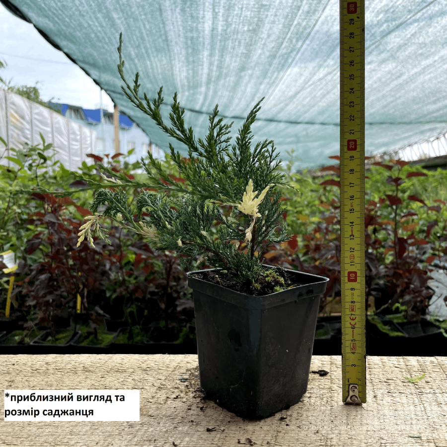 Саженец можжевельника казацкого Вариегата Juniperus sabina Variegata Р9 (644877034) - фото 2 Саженец можжевельника казацкого Вариегата Juniperus sabina Variegata Р9 (644877034) - фото 2