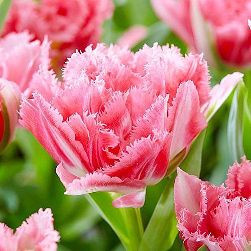 Тюльпан Florium Crispion Sweet (5670)