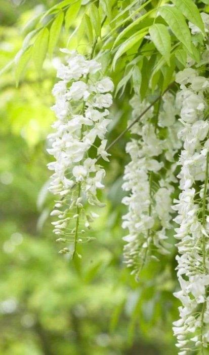 ᐉ Глициния белая Альба саженец до 40 см • Купить в Киеве, Украине ...