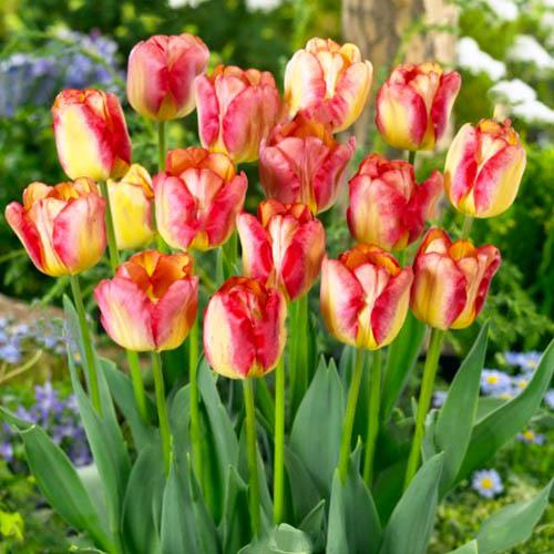 Тюльпан Florium Headline (15528) - фото 2 Тюльпан Florium Headline (15528) - фото 2