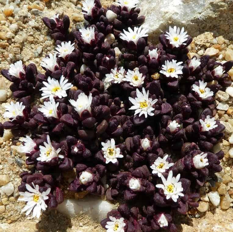 Делосперма альпійська Delosperma alpinum 3 шт. (38286142)