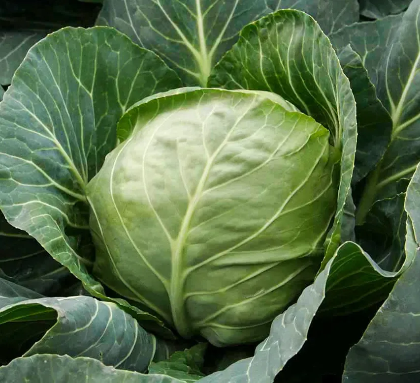 Насіння Rijk Zwaan Капуста Етма F 1 10 шт. (2905877744)
