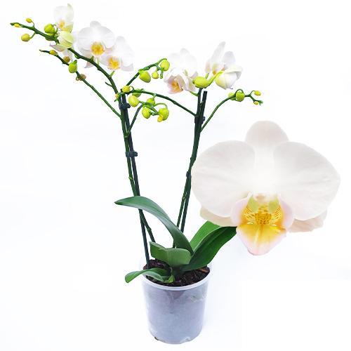 Фаленопсис Florium Little Snow мультифлора (15805)