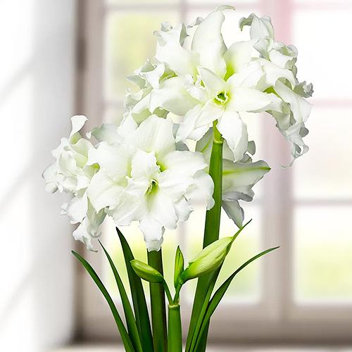 ᐉ Амариллис Florium Ice Queen (5587) • Купить в Киеве, Украине • Лучшая ...