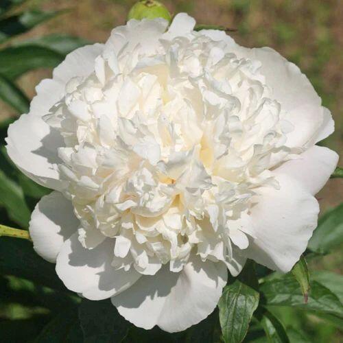 Півонія Вайт Шарм White Charm 1 шт. (38293410)