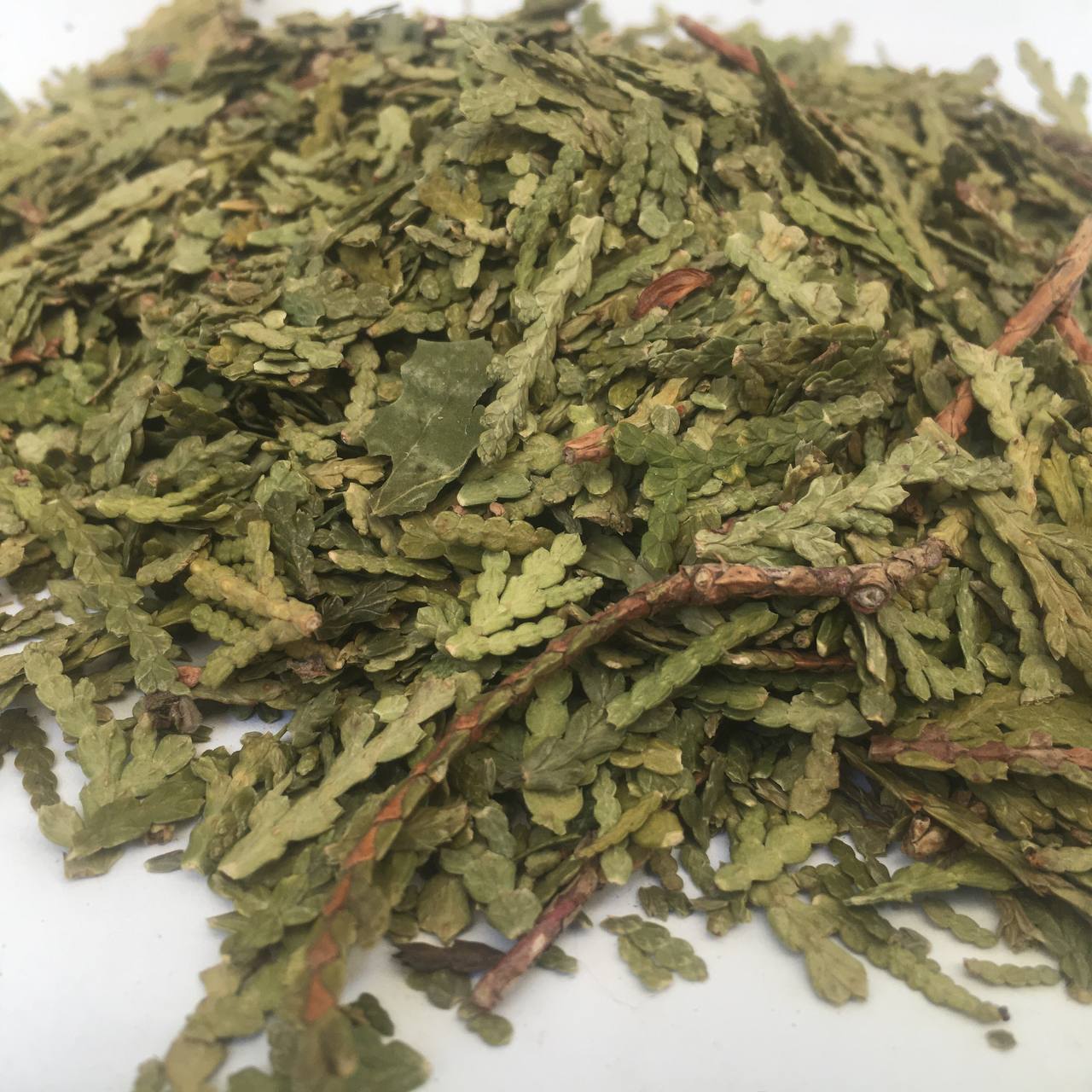 Туя побеги листья Карпаты 50 г (629702727927ad3a4544c813)