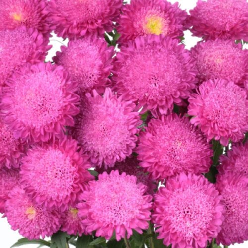 Семена цветов Астра на срез Bonita Pink Sakata 500 шт. (BN06538-2)