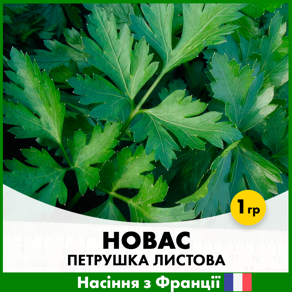 Насіння петрушки листова Clause Новас 1 г (R50126)
