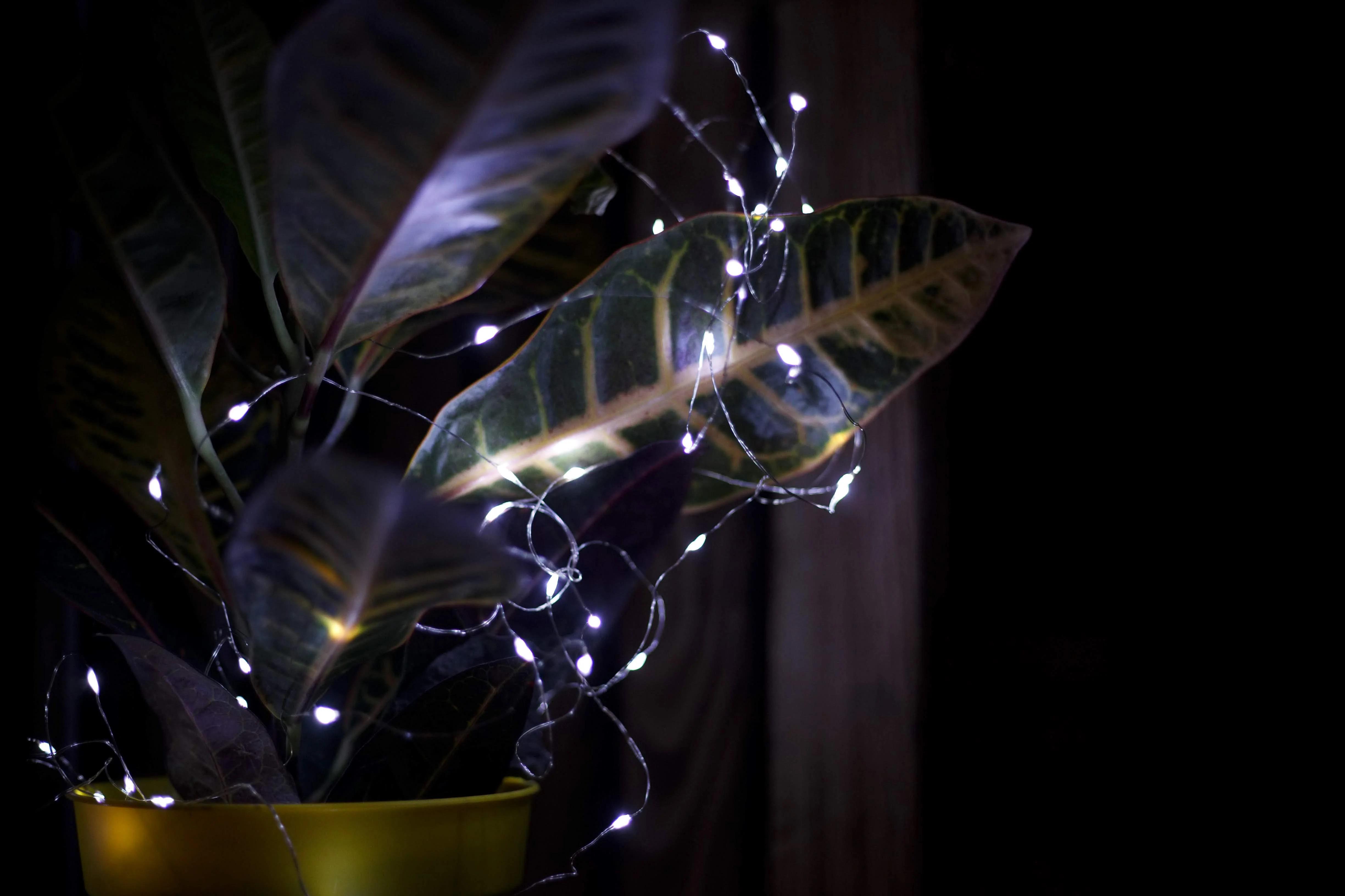 Гірлянда новорічна Роса LED на батарейках/USB 5 м Холодний Білий (29668988) - фото 5 Гірлянда новорічна Роса LED на батарейках/USB 5 м Холодний Білий (29668988) - фото 5