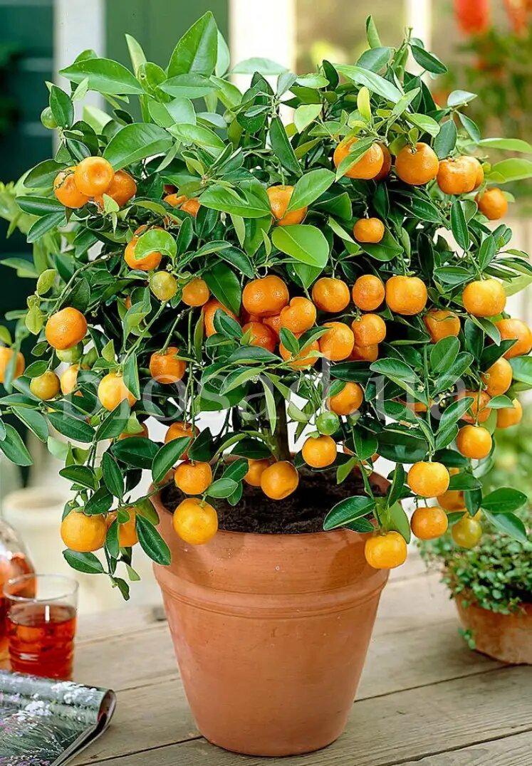 Дерево мандариновое Кован Вассе 21-30 см (16757358) Дерево мандариновое Кован Вассе 21-30 см (16757358)