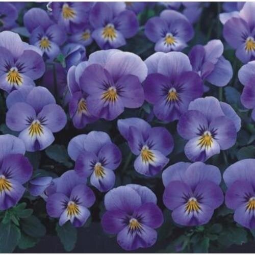 Семена цветов Виола рогатая Takii Floral Power F1 Lavender Blue 50 шт. (BN08987-3)