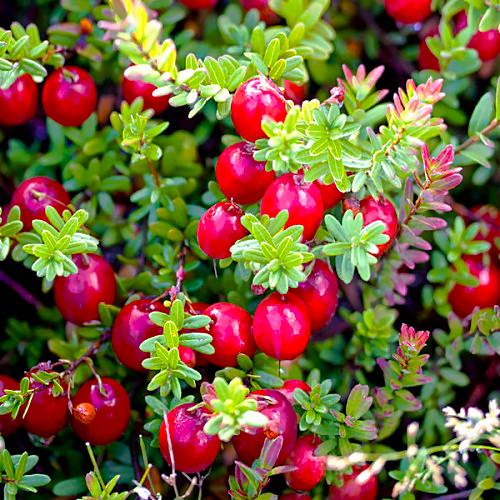 Саджанець журавлини Пілігрим середня пурпурово-червона Р9 (644524404) Саджанець журавлини Пілігрим середня пурпурово-червона Р9 (644524404)