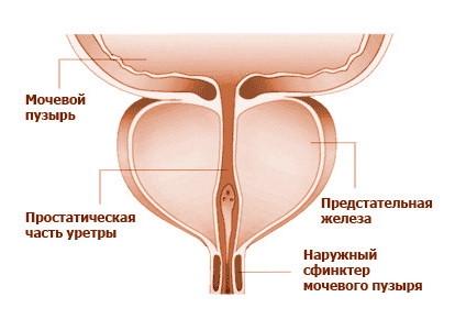 Фіто-екстракт DMS-COSMETICS Чоловіча сила 100 мл - фото 2