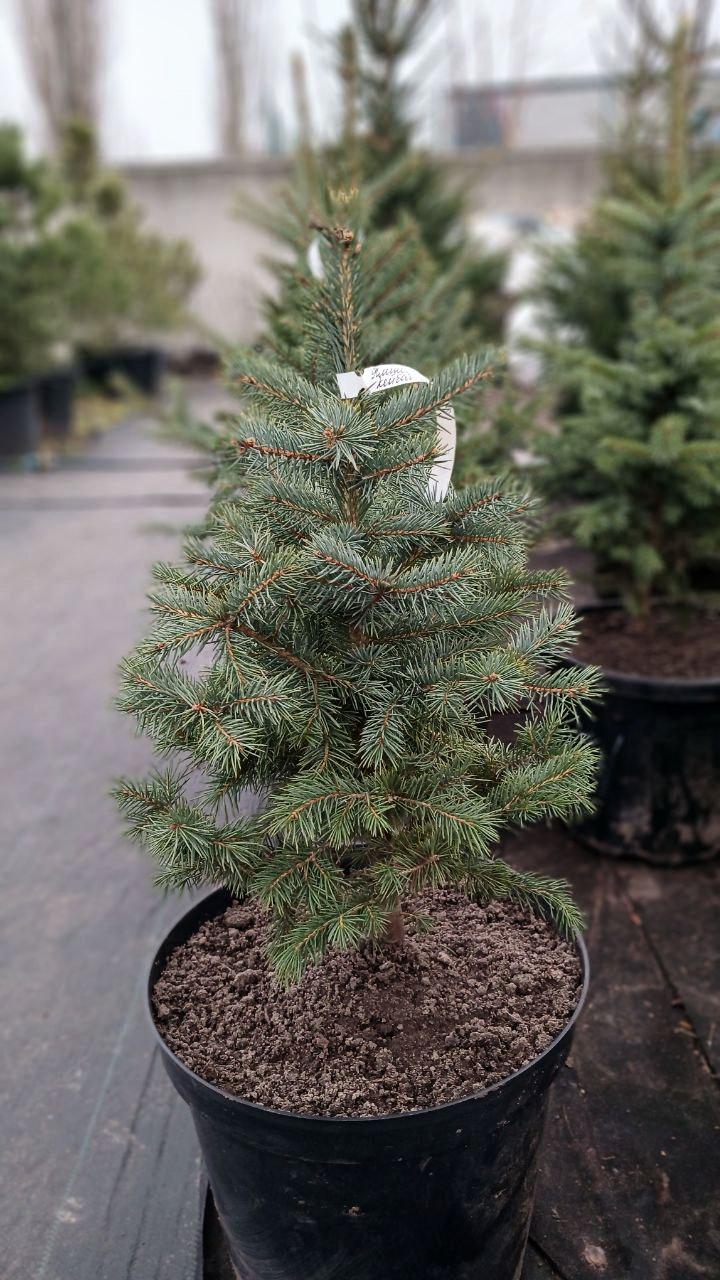 Ялинка блакитна Кейбаб Ялинка блакитна Кейбаб