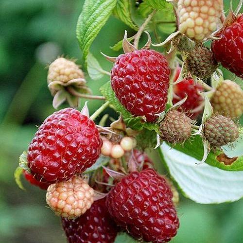 Саженец малины Красная Королева черенкованный 1-летний (5482)